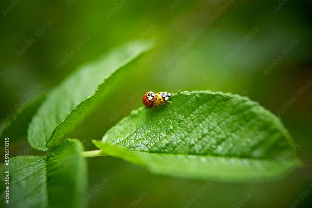 Ladybugs Mating on Leaf, Bradford, Ontario, Canada Ladybugs Mating on Leaf, Bradford, Ontario, Canada