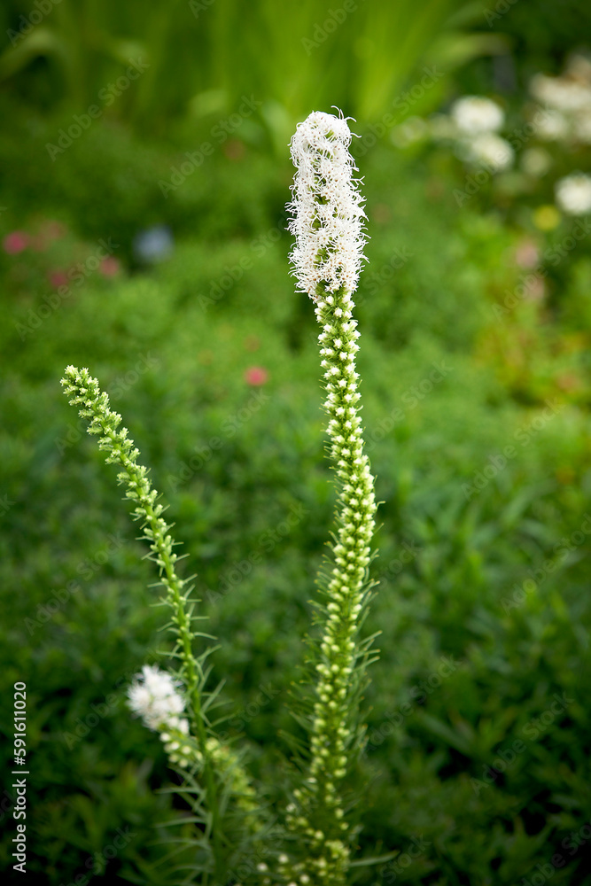 Liatris, Bradford, Ontario, Canada