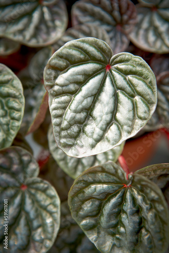 Peperomia Leaves, Bradford, Ontario, Canada photo