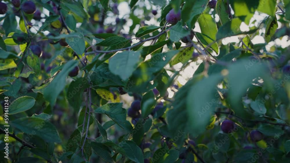 Sun rays break through the blackthorn branches, ripe plums hang on a tree with green leaves, close-up camera movement