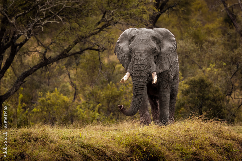 Fototapeta premium elephant kruger