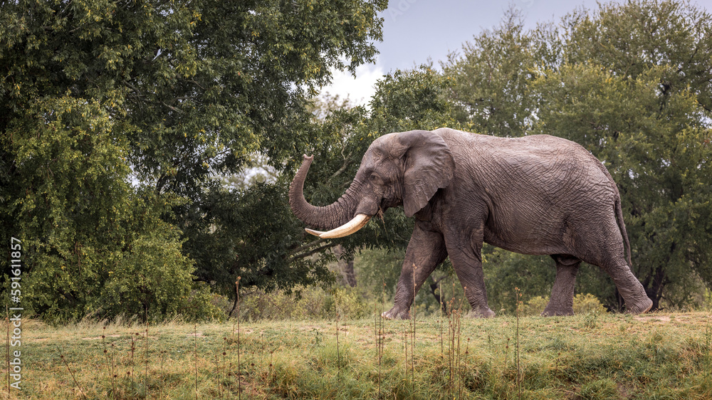 Elephant stroll Elephant stroll