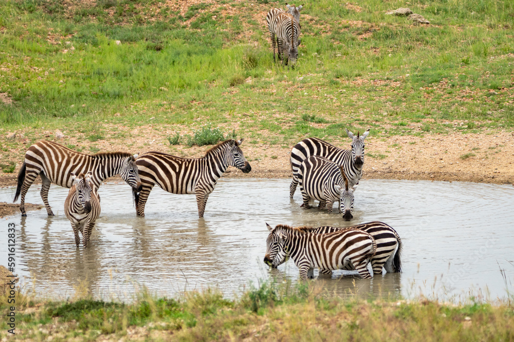 Zebras drink from a watering hole in Serengeti National Park Tanzania Zebras drink from a watering hole in Serengeti National Park Tanzania