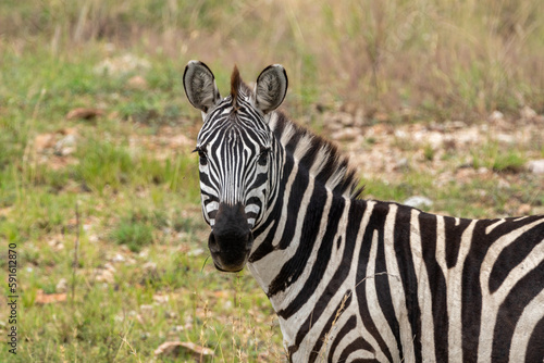 Portrait of a zebra looking at camera - Tanzania
