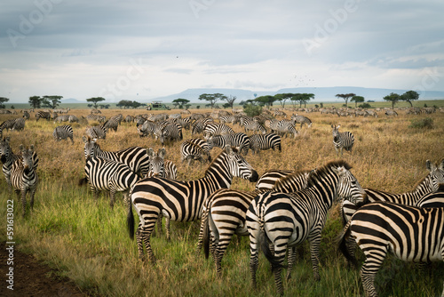 Very large herd of zebras in the Serengeti National Park Tanzania  safari car and hot air balloons in background