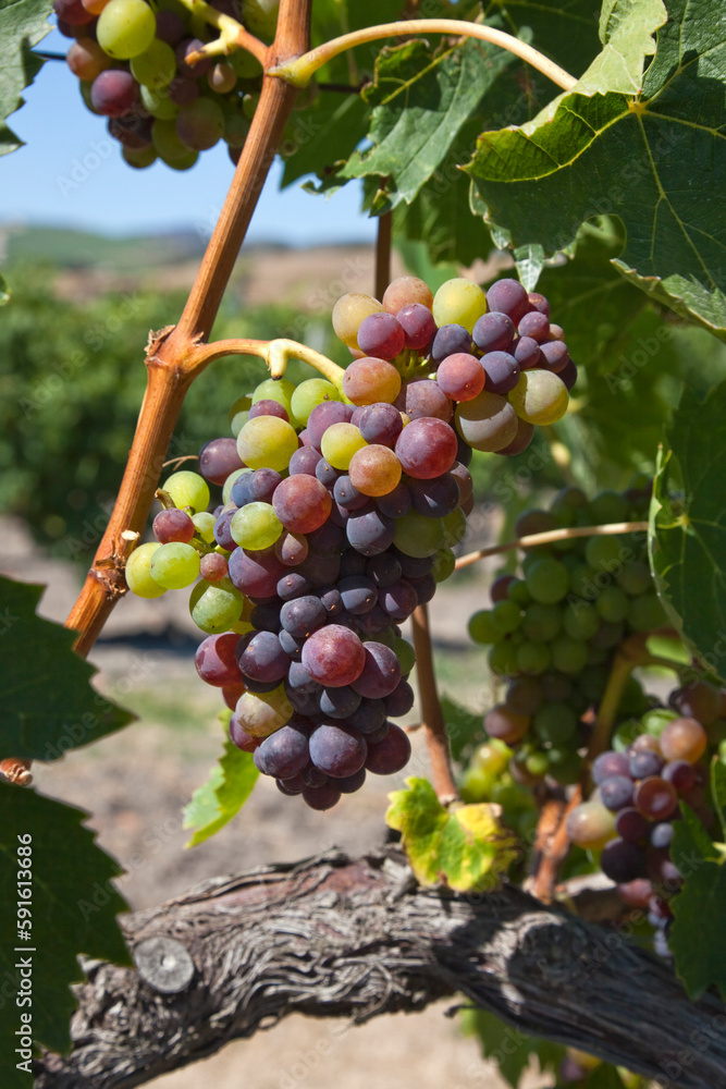 Wine Grapes in Vineyard, Central Coast, California, USA Wine Grapes in Vineyard, Central Coast, California, USA