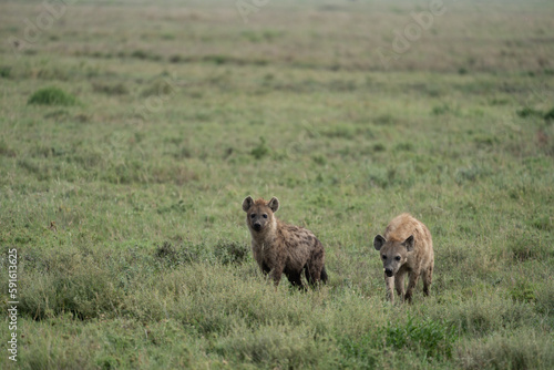 Two hyenas prowl through the grassy plain of Serengeti National Park © MelissaMN