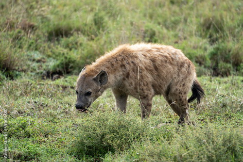 Hyena licks its lips as it prowls through the grassy plain of Serengeti National Park