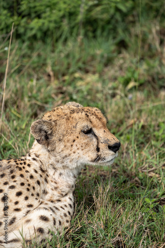 Cute cheetah looks to the side while in the grass in Serengeti National Park Tanzania © MelissaMN