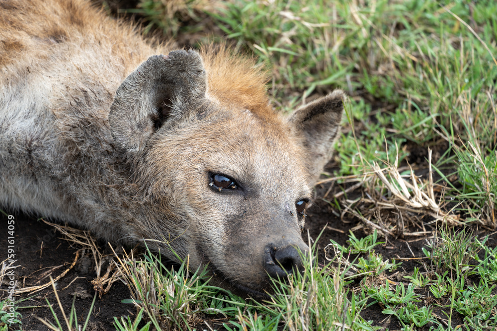 Hyena lays in muddy grass, as tsetse flies crawl on him, Serengeti National Park Tanzania Hyena lays in muddy grass, as tsetse flies crawl on him, Serengeti National Park Tanzania