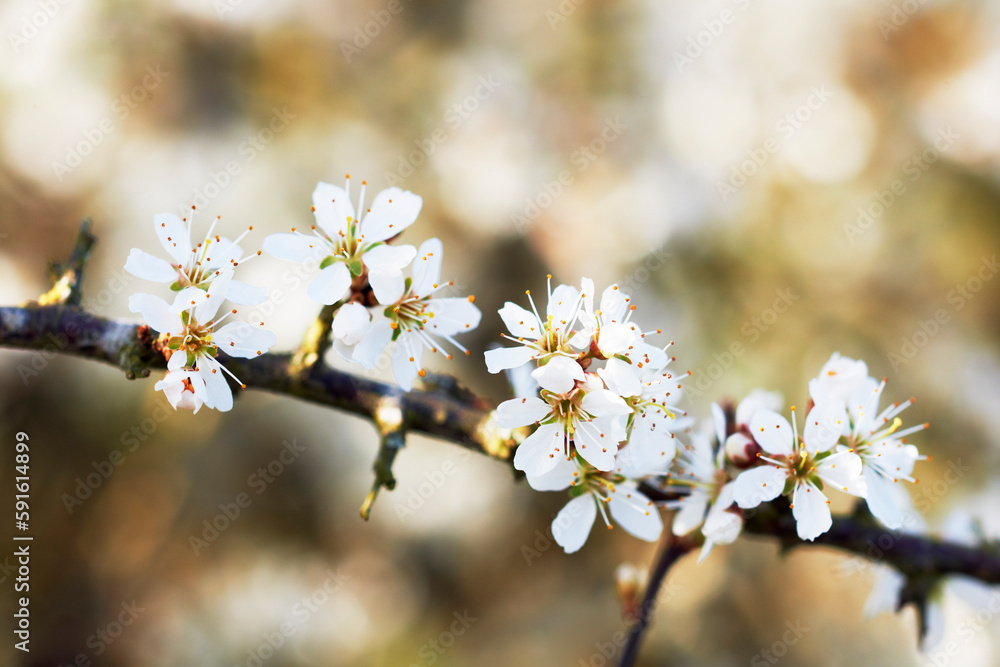 Sloe Blossom, Cotswolds, Gloucestershire, England Sloe Blossom, Cotswolds, Gloucestershire, England