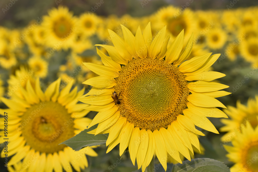 Macro view of black honeybee pollinating sunflower. Sunflower cultivation at sunrise.