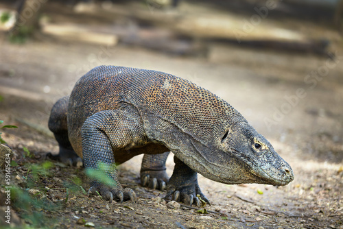 A beautiful and dangerous Komodo dragon lizard  a wild hunter.