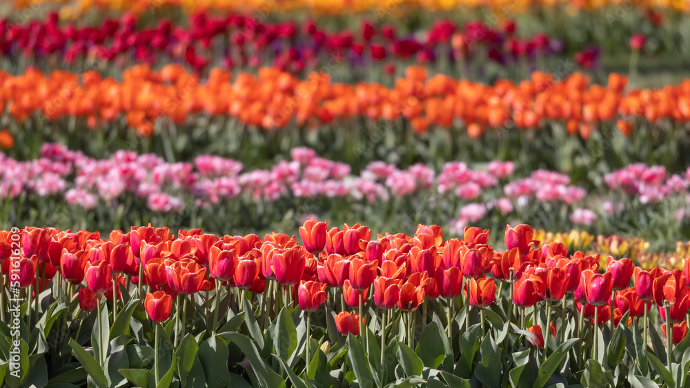Rows of colorful Tulip flowers at Windmill island gardens in Holland, Michigan.during springtime