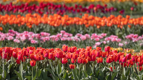 Wallpaper Mural Rows of colorful Tulip flowers at Windmill island gardens in Holland, Michigan.during springtime Torontodigital.ca