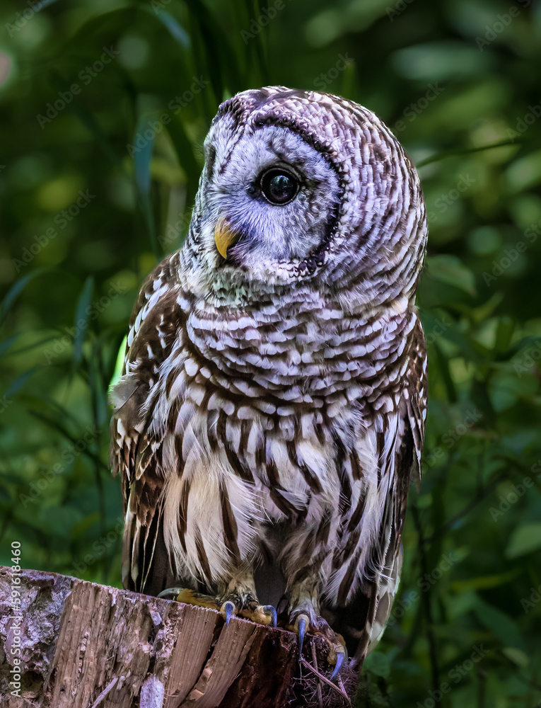 Fototapeta premium Barred Owl Looking for Food