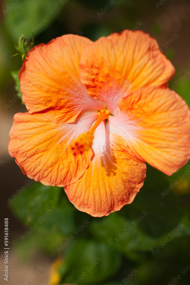 Hibiscus Flower, Baja California Sur, Mexico Hibiscus Flower, Baja California Sur, Mexico