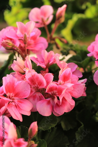 pink flowers in garden