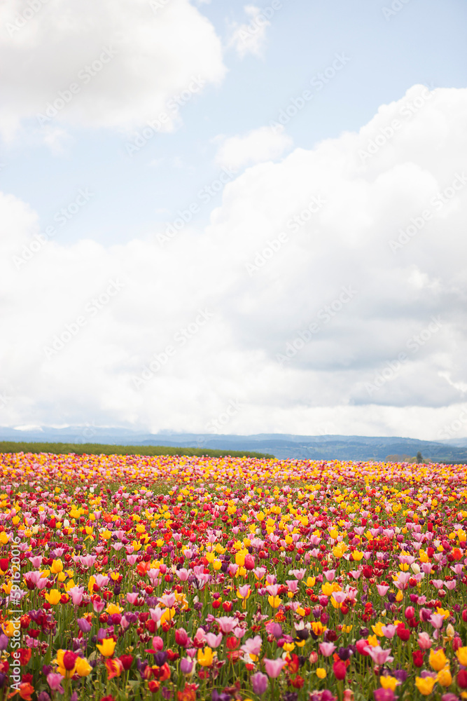 Tulip Farm, Woodburn, Marion County, Oregon, USA Tulip Farm, Woodburn, Marion County, Oregon, USA
