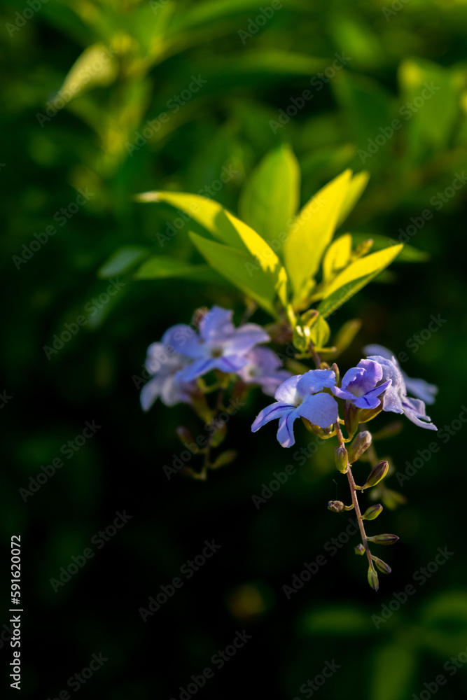 Fototapeta premium Flores de la planta Duranta erecta