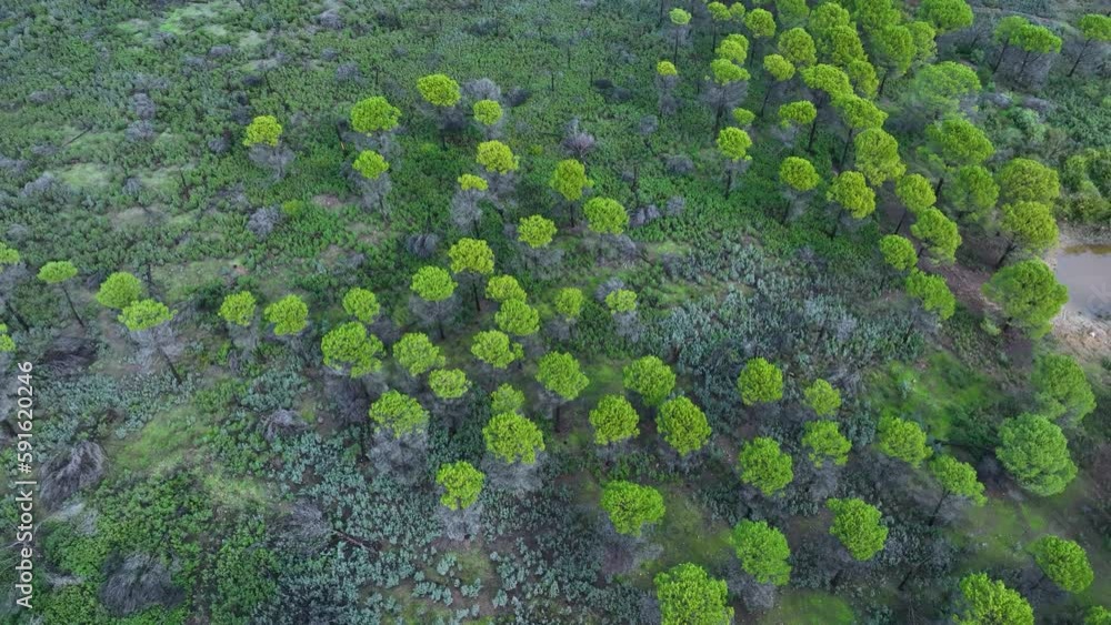 Stone pine forest in the surroundings of the Rio Tinto near the Rio Tinto Mines. Sierra Morena, Gulf of Cádiz, Huelva, Andalusia, Spain, Europe Stone pine forest in the surroundings of the Rio Tinto near the Rio Tinto Mines. Sierra Morena, Gulf of Cádiz, Huelva, Andalusia, Spain, Europe