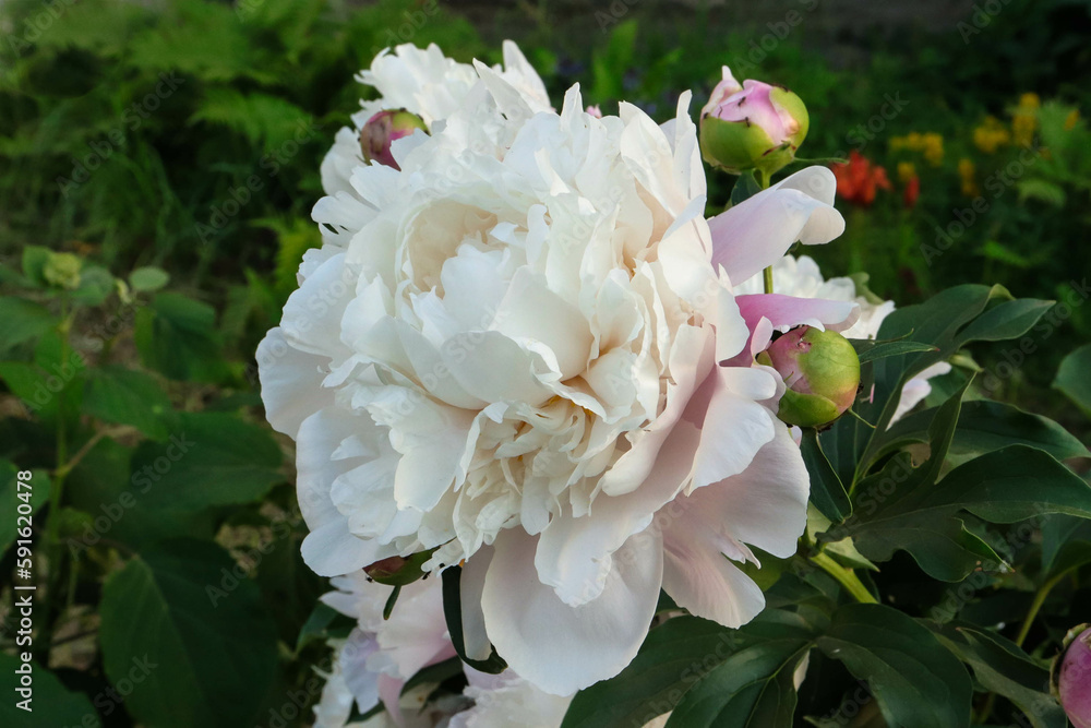 large white peony close-up in the shade of the evening summer garden large white peony close-up in the shade of the evening summer garden