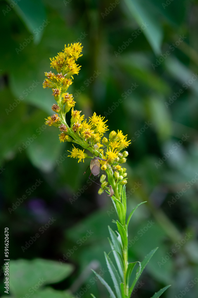 Flor amarilla de una Vara Dorada - Solidago chilensis Flor amarilla de una Vara Dorada - Solidago chilensis