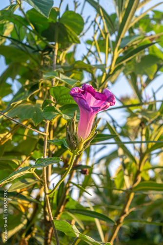 Flor violeta de la enredadera Ipomoea photo