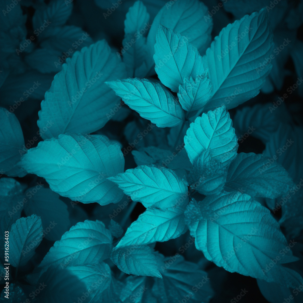 leaves in the snow background leaves in the snow background