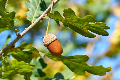 Acorn on an oak branch close-up.