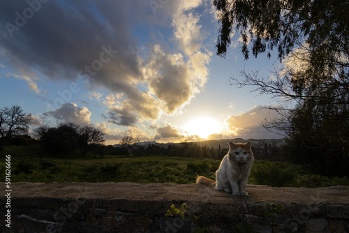 View of trees, clouds and cat standing on wall at sunset.