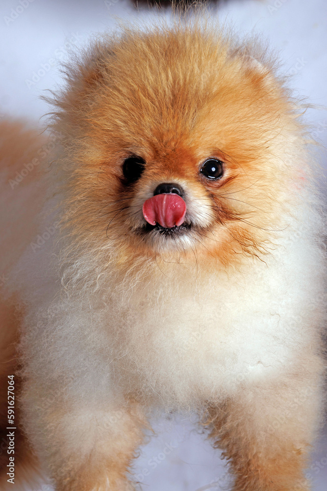 Pomeranian dog isolated on white background. Studio shot Pomeranian dog isolated on white background. Studio shot