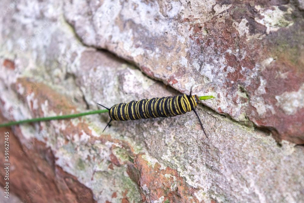 Oruga de una mariposa monarca