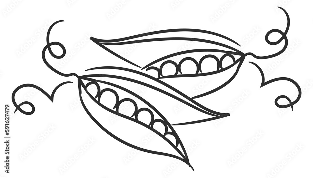 Green peas pod. Fresh healthy vegetables doodle