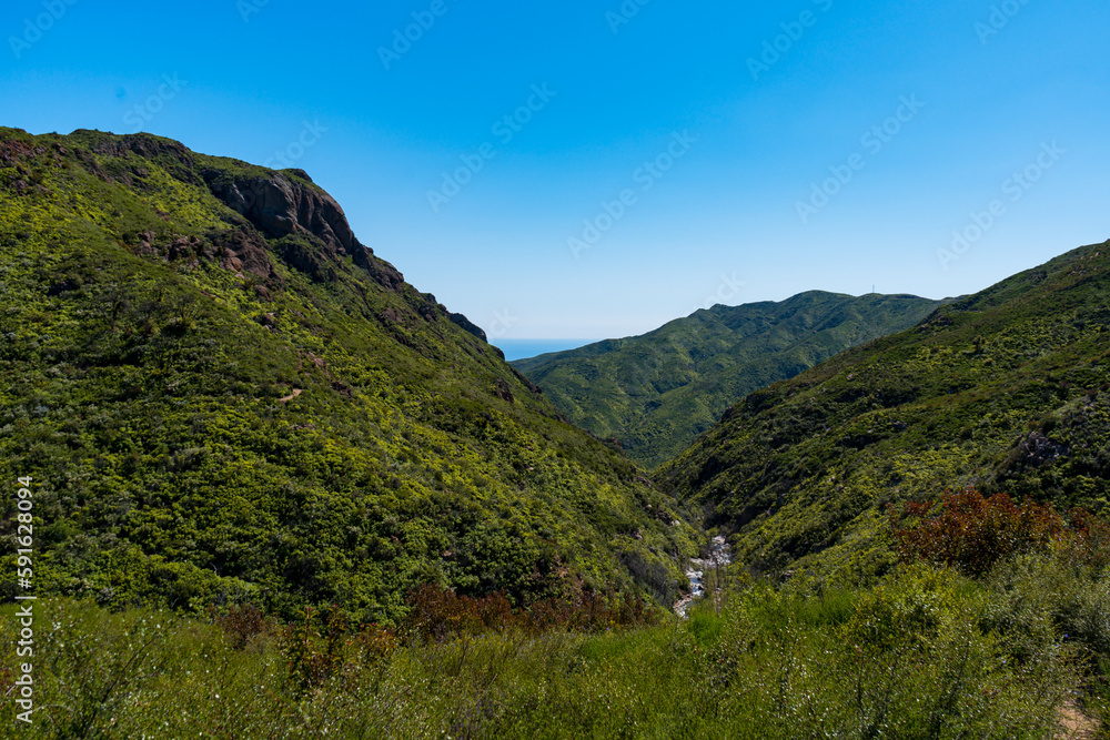 Beautiful and green hiking views in Zuma Canyon in Malibu, California, seeing lush green plants, wildflowers, and Zuma Canyon Falls in the Santa Monica Mountains.