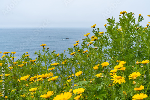 Bild auf Leinwand Beautiful and green hiking views in Bluff Cove in Palos Verdes, California, seeing lush green plants, wildflowers, and the rocky shore of the pacific ocean in Los Angeles