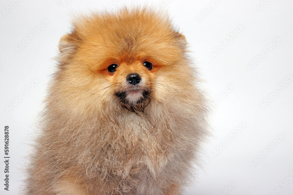 Pomeranian puppy on a white background. studio shot Pomeranian puppy on a white background. studio shot