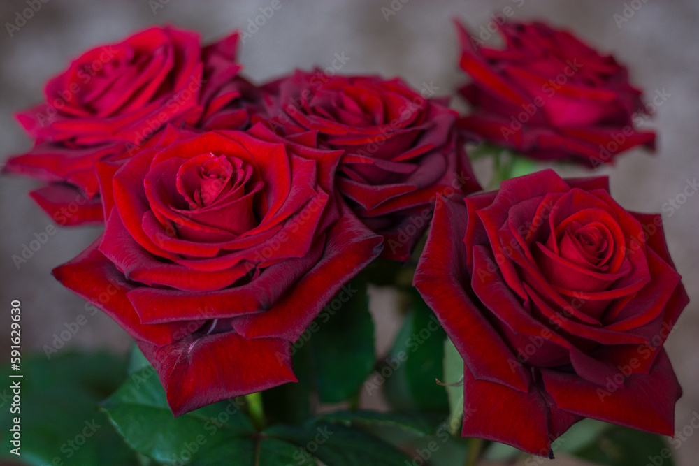 Red roses, bokeh
