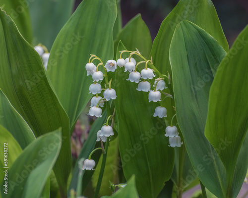 Lily of the valley, a woodland flowering plant with scented, pendant, bell-shaped white flowers. Summer landscape