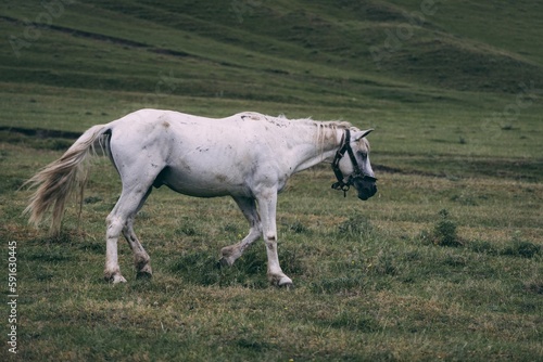 White horse grazing in Central Asian pasture