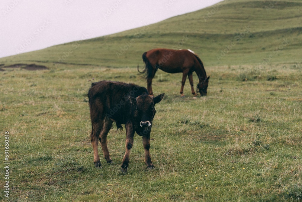 Two cows on a Central Asian Hill Two cows on a Central Asian Hill