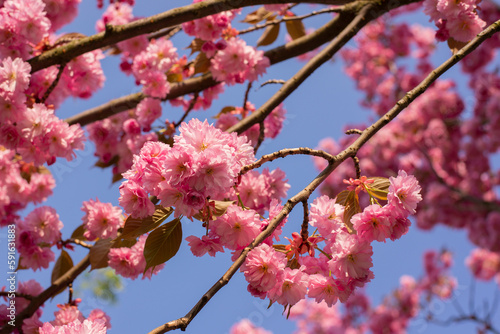 Beautiful Pink Flowers of Sakura Tree on a blurred bokeh Background on a sunny warm day. Spring seasonal background with copy space.
