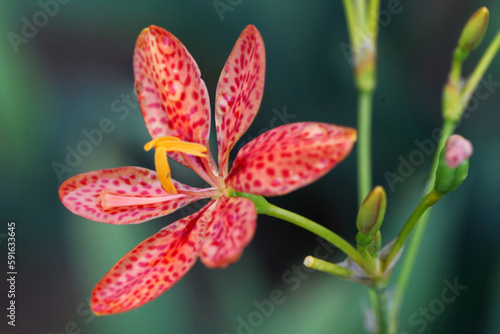 Blackberry Lily  Leopard Lily 