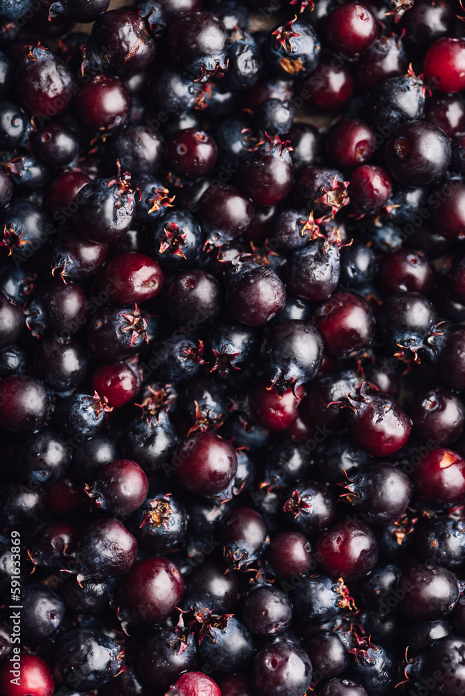 Background of Purple Amelanchier Lamarckii Fruits Background of Purple Amelanchier Lamarckii Fruits