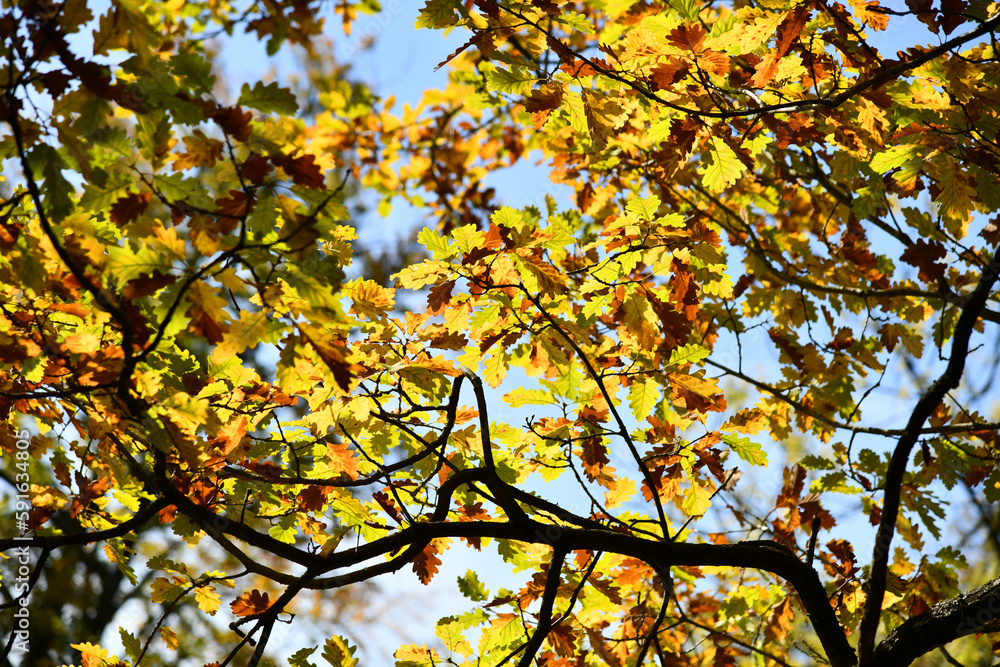 Schöne Herbstfärbung einer alten Eiche
