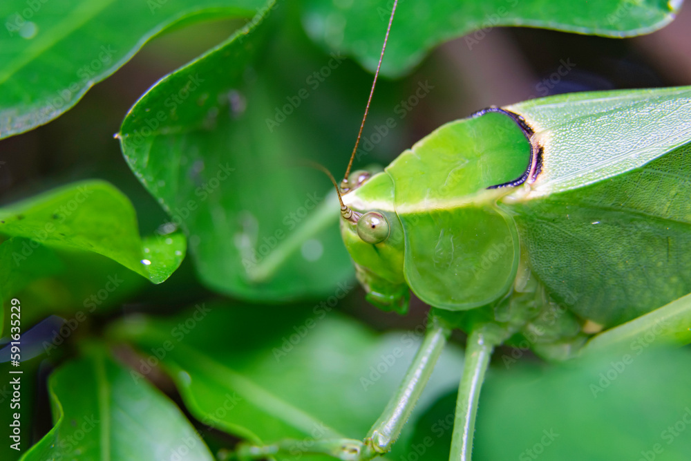 Closeup Bush crickets Tettigoniidae Closeup Bush crickets Tettigoniidae
