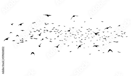 A flock of flying birds. Free birds. Vector illustration