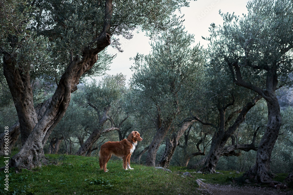 dog near the olive tree. Nova Scotia duck tolling retriever in nature. Toller on a walk in the green park