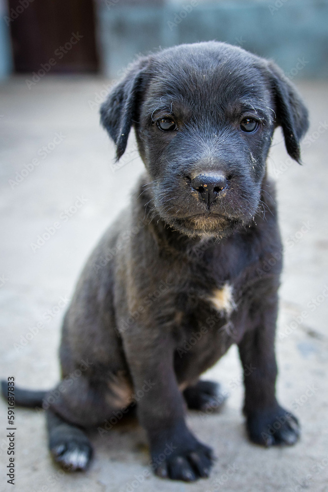 perrito perrito