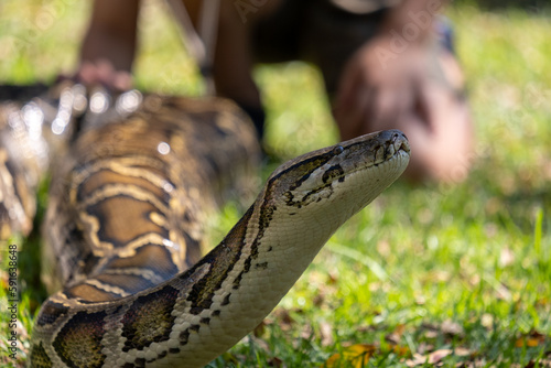 Albino Burmese Python at an animal park where children are exposed to snakes and taught about them